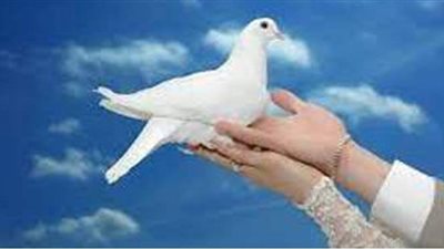 تفسير رؤية الحمام الميت في المنام وعلاقته بفشل الزواج