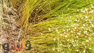 محافظ الشرقية : تذليل كافة العقبات التي تواجه المزارعين