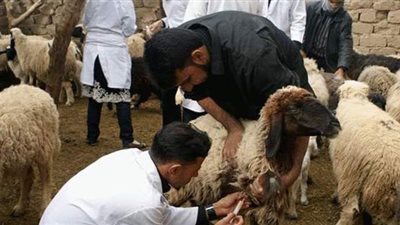 بدء تحصين الأغنام ضد التهاب الجلد العقدي والجدري في المنوفية
