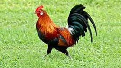 تفسير رؤية الديك في المنام وعلاقته بتحقيق الأهداف والطموحات والأمنيات