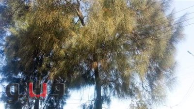 حملات نظافة لإزالة أغصان الأشجار المتشابكة بأسلاك الكهرباء في المنصورة