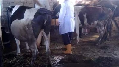 تحصين 20466 رأس ماشية في الدقهلية