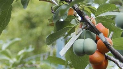 الزراعة: طقس متقلب خلال الأيام المقبلة يهدد أشجار الفاكهة وزراعات الخضر