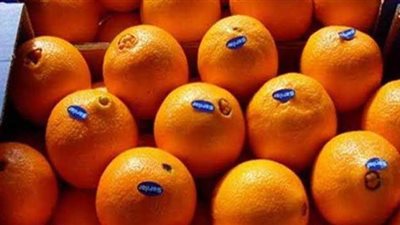 وزير الزراعة يعلن دخول أول شحنة برتقال مصري إلى الأسواق اليابانية