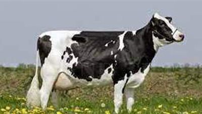 تفسير رؤية البقرة في المنام وعلاقتها بالخير الوفير والرزق والبركة والرخاء