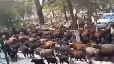 الأغنام تشارك بمسيرة في سمرقند بأوزبكستان| فيديو
