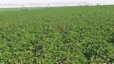 يوميات تعذيب الأطفال في مزارع العوينات.. منظمات حقوقية تطالب بتدخل سريع.. ومقاولو الأنفار سر الأزمة