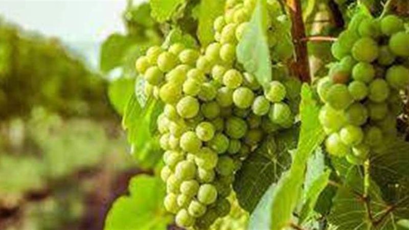 تفسير حلم العنب في