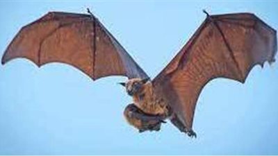 شبيه بداء الكلب.. علماء يكتشفون فيروسا فتاكا في الخفافيش