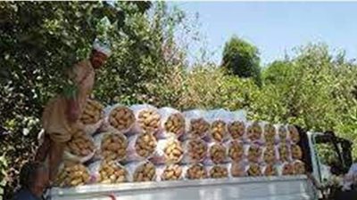 صادرات البطاطس تتجاوز 380 ألف طن في 2021.. وروسيا أكبر مستورد