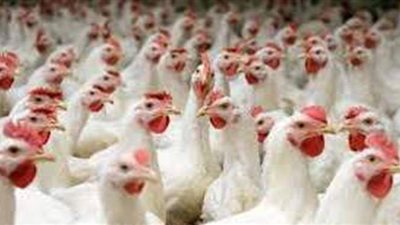 أسعار الدواجن اليوم في المنيا 9 - 4 - 2021