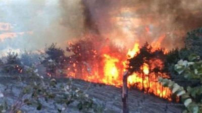 إخماد حريق هائل في فدان ونصف الفدان بـ زراعات القصب في قنا