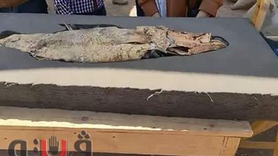 زاهي حواس يكشف سر العثور على سمكة مغطاة بالذهب في المدينة المفقودة