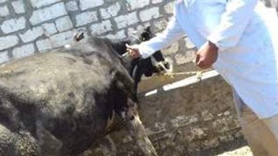 انطلاق حملة التحصين ضد الجلد العقدى بـ8 مناطق في الوادى الجديد