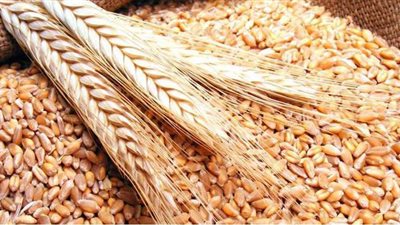 زراعة ٢٣٣ ألف فدان قمح بأسيوط وتجهيز ٢٨ شونة وصومعة