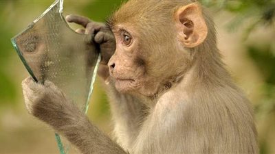 رجلان يستخدمان القردة في سرقة المال من المارة في الهند