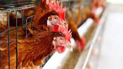 أسعار الدواجن اليوم الأحد 11-4-2021 في الأسواق المصرية