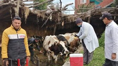 تحصين ٥٠ ألفا و٩٤٦ رأس ماشية ضد الجلد العقدي والجدري بالدقهلية