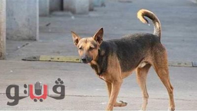 أحدهم حالتها خطيرة.. كلب ضال يعقر 12 طفلا في قريتين بمركز إهناسيا ببني سويف
