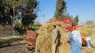 ٥ مشاهد من حصاد محصول القمح.. استخدام الضمامة في المساحات الكبرى.. الدراّس بالآلات واستخراج الحبوب | فيديو وصور