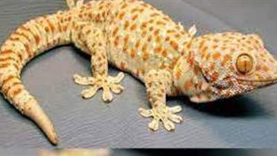 تفسير حلم قتل البرص في المنام وعلاقته بالتخلص من السحر والشفاء من الأمراض