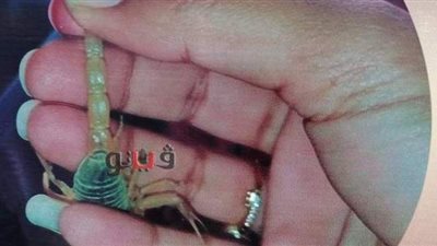 من داخل أول مزرعة عقارب في مصر.. استخلاص السم للأغراض الدوائية.. استخراج مسحوق طبي لحبوب الشباب.. وطرق رعاية وإطعام العقرب