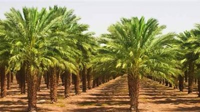 «أكواز اللقاح» تهدد مليوني نخلة في «الوادي الجديد».. توسعات المزارع أشعلت الأزمة.. وتحذيرات من «وارد الخارج»