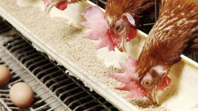 أسعار الدواجن اليوم 14-4-2021 في المنيا