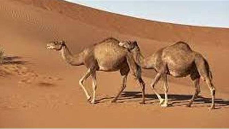 تفسير رؤية الجمل