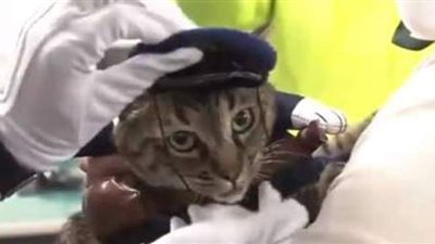 قط يصبح رئيسا لمركز الشرطة في اليابان | فيديو