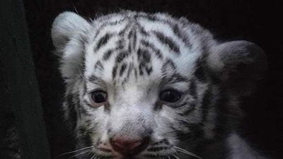 بينها شبل أبيض نادر.. الاحتفال بولادة 4 أشبال نمور بنغالية في هافانا