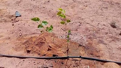 زراعة 20 فدانا بأشجار التوت بالغابة الشجرية في الوادي الجديد