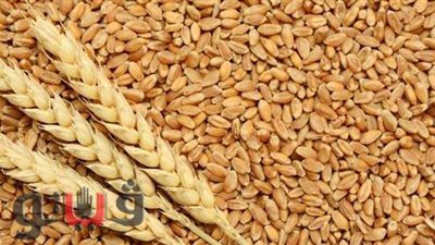 توريد 1481 طن قمح إلى صوامع المنيا