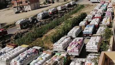 بدء موسم توريد القمح.. والفيوم تتسلم ٣ آلاف طن أول ٢٤ ساعة