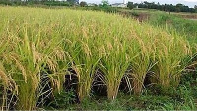 الري تؤكد ضرورة التزام المزارعين بمساحات الأرز المحددة