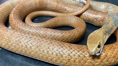 سيدة تصطاد ثعبانا في منزلها باستخدام مكنسة كهربائية | فيديو