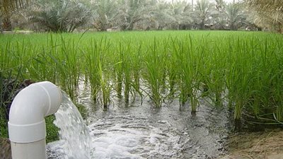 قرى الإسكندرية تعاني نقصا حادا في مياه الري