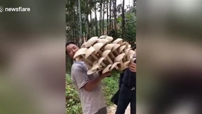 قروي يعثر على فطر غريب ضخم (فيديو)
