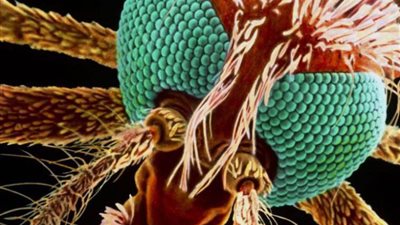 خطوة بسيطة تحميك من لدغات الناموس