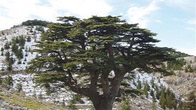 نيويورك تايمز تحذر من موت كل أشجار الأرز التاريخية بلبنان