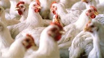 بالصوت.. سعر كيلو الدواجن البيضاء بالأسواق