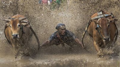 بالصور.. فلاحون يتسابقون بالثيران في موسم حصاد الأرز بإندونيسيا