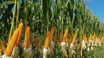 نائب يطالب بسرعة تطبيق نظام الزراعات التعاقدية لمنع التلاعب بأسعار الأعلاف