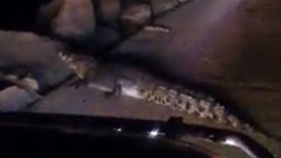 بالفيديو.. تمساح يطارد المواطنين في شوارع أستراليا