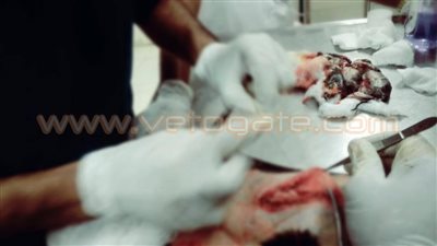 بالصور.. ولادة قيصرية لـ«قطة» في الشرقية