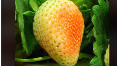 8 أشياء يمكن زراعتها في المنزل بخطوات بسيطة (فيديو)