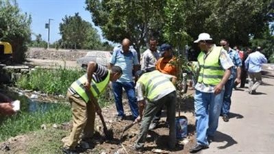 زراعة 11 ألف شجرة بحملة «حلوة يا بلدي» بالبحيرة