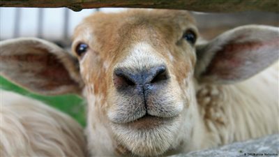 الصين تخترق سوق العمل الأسترالية بشراء مزارع ألبان