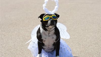 كلبة مدللة تمتلك 3 سيارات فارهة و65 فستانا و175 نظارة شمسية