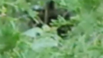 رجل يعثر على مخلوق غريب قبل اختفائه (صور)